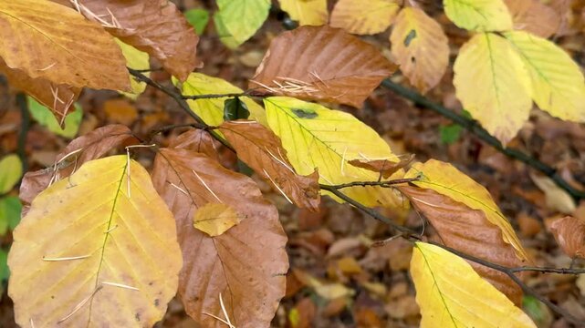 Lush reddish-brown leaves of a beech tree blowing in the wind, beautiful yellow-brown leaves of a beech tree, a few green leaves turning orange-brown, pine needles on top of leaves, Fagus 