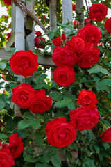 Beautiful vermilion roses blooming in a garden in Nagano.