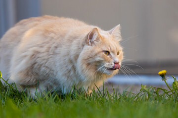 Siberian breed of cat in relax