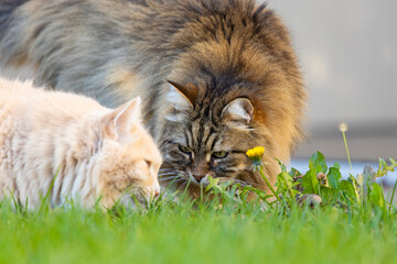 Siberian breed of cat in relax