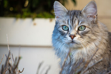 Siberian breed of cat in relax
