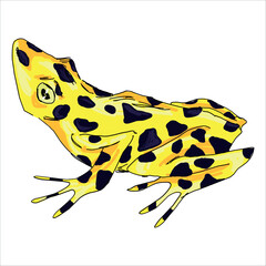 Panamanian golden frog. Atelopus zeteki. Yellow frog with black spots. Colorful, vector illustration. Picturesque. Unique stylization. Print on sketchbooks, stickers, postcards, cups, clothes, posters