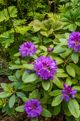  Rhododendron.