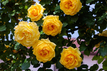Beautiful pale yellow rose flower blooming in a garden in Nagano.