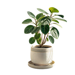 Vibrant green houseplant thriving in stylish modern pot