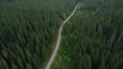 Winding road cuts through an expansive green forest, captured from above