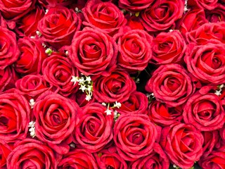 Malaysia November 2 2025 – Close-up of Fresh Red Roses with White Flower Accents. A dense arrangement of fresh red roses in full bloom, accented with small white flowers for contrast.