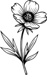 Elegant hand drawn anemone flower with delicate petals and leaves offers timeless botanical beauty for your design needs