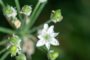 ​Close-up of White Garlic Chives (Allium tuberosum) flower and green seed pods.