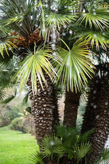 Palmiers un Jour de pluie
