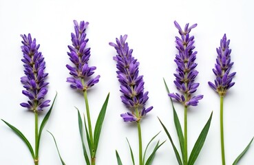 Naklejka premium Five lavender stalks with green leaves stand against a plain white backdrop. Small purple flowers create a vertical line pattern. This floral image is clean and simple.