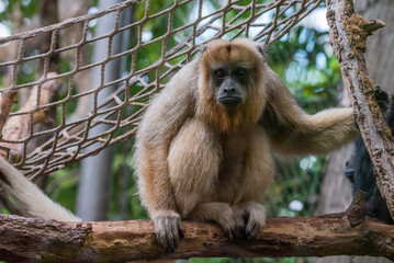 Fototapeta premium Howler Monkey Sitting on Branch in Forest Habitat