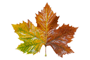 Platan autumn green yellow leaf