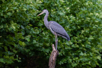 Fototapeta premium Grey Heron Perched on Tree Branch in Lush Green Habitat