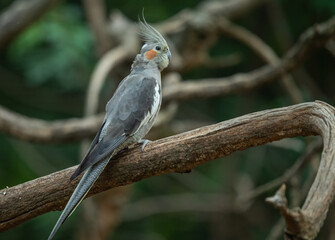 Fototapeta premium Cockatiel Perched on Branch in Natural Setting