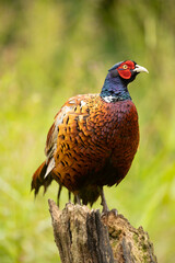 A striking male common pheasant Phasianus colchicus stands in a blurred green meadow, displaying iridescent neck feathers, intricate brown wing patterns, and a bright red facial patch.