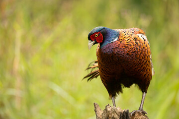 A striking male common pheasant Phasianus colchicus stands in a blurred green meadow, displaying iridescent neck feathers, intricate brown wing patterns, and a bright red facial patch.