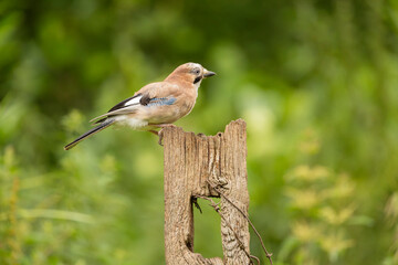 A calm Eurasian Jay Garrulus glandarius perches on a rugged stump in a vivid green meadow, showcasing blue wing patches and soft brown plumage.