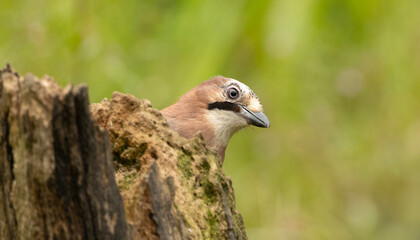 A calm Eurasian Jay Garrulus glandarius perches on a rugged stump in a vivid green meadow, showcasing blue wing patches and soft brown plumage.