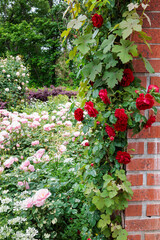 Beautiful red roses blooming in the rose garden.