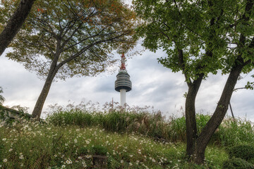 Siberian Chrysanthemum and N Seoul Tower