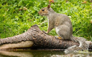 eurasion grey Squirrel Sciurus carolinensis Perched On Weathered Post In A Lush Green Garden Setting