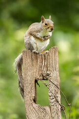 eurasion grey Squirrel Sciurus carolinensis Perched On Weathered Post In A Lush Green Garden Setting