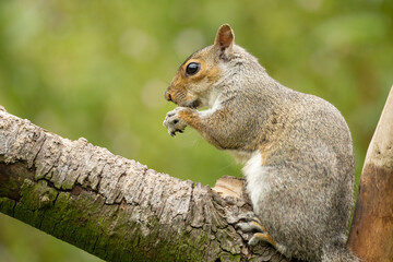 eurasion grey Squirrel Sciurus carolinensis Perched On Weathered Post In A Lush Green Garden Setting
