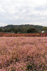 Goseokjeong Flower Garden