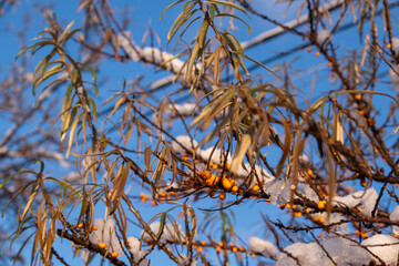 Snow-dusted sea buckthorn branches with bright orange berries against a clear blue sky. Vibrant...