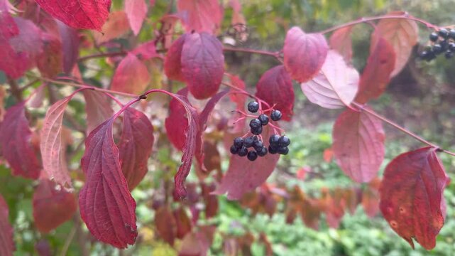 Close-up of red leaves from dogwood, leaf veins, shiny black berries Dogwood, leaf veins Cornus, wine-red leaf, Cornus sanguinea, wine-red colors in autumn