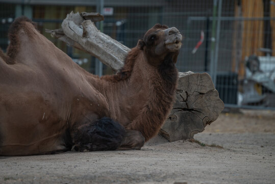 Sitting Camel (Close-Up) - Powered by Adobe