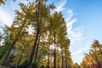 Ginkgo tree autumn foliage in Seoul Childrens Grand Park
