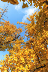 Ginkgo tree autumn foliage