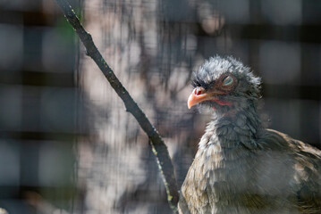 Seriema Bird in Sunlit Aviary