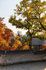 Deoksugung Doldam Gil Autumn Foliage