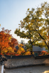 Deoksugung Doldam Gil Autumn Foliage