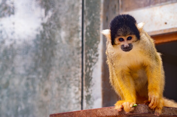 Squirrel Monkey Standing in Enclosure