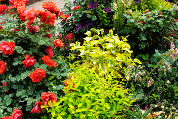 Beautiful orange rose flower blooming in the rose garden.
