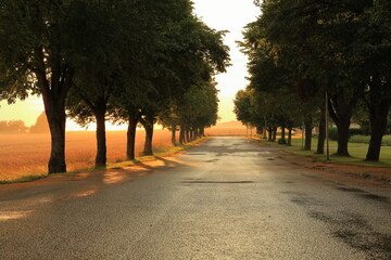 Avenue with linden trees at golden hour. One Swedish summer evening in July. Near Skara, Sweden. 