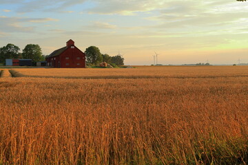 Fototapeta premium Farm life at golden hour during sunny summer evening in July. Large fields of wheat crops. Near Skara, Sweden.