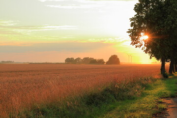 Farm life at golden hour during sunny summer evening in July. Large fields of wheat crops. Near...