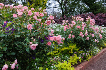 Beautiful pale pink rose flowers blooming in the rose garden.