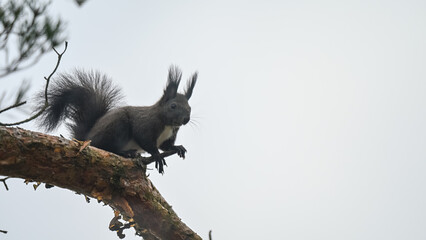 Dark Morph Red Squirrel with White Bib Perched on Pine