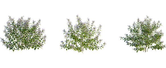 Ceanothus x delileanus tree, front view, cutout, transparent background, isolate, Blooming bushes create a lush garden landscape design element