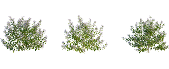 Ceanothus x delileanus tree, front view, cutout, transparent background, isolate, Blooming bushes create a lush garden landscape design element