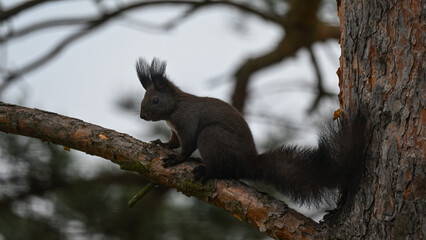 Dark Morph Red Squirrel with White Bib Perched on Pine