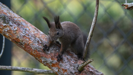 Alert Dark Morph Red Squirrel on a Pine Branch