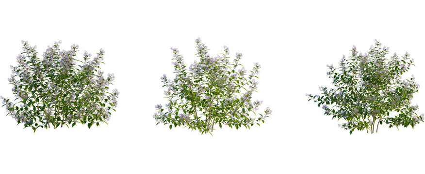Ceanothus x delileanus tree, front view, cutout, transparent background, isolate, Blooming bushes create a lush garden landscape design element