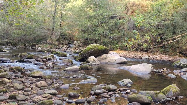 V&iacute;deo de um riacho rochoso num dia de outono em meio &agrave; floresta com &aacute;guas cristalinas a correr por seixos e pedras musgosas sob a densa folhagem